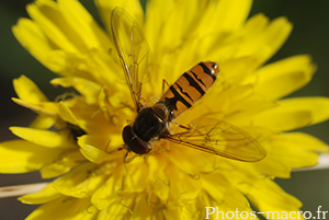 Episyrphus balteatus